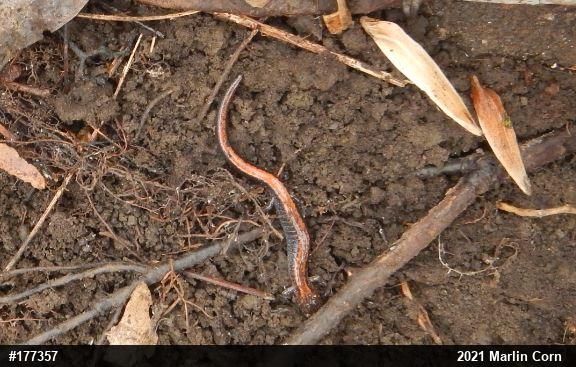 Eastern Red-backed  Salamander