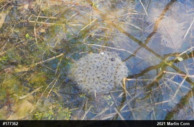 Wood Frog