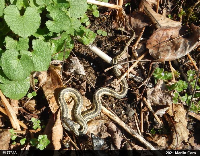 Eastern Gartersnake