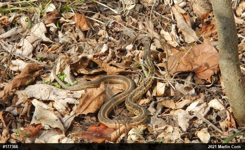 Eastern Gartersnake