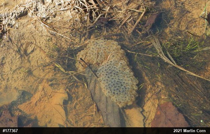 Wood Frog