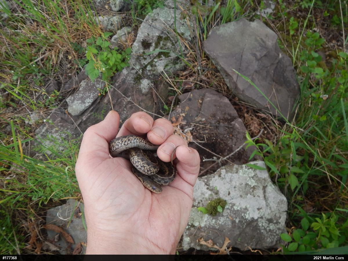 Eastern Gartersnake