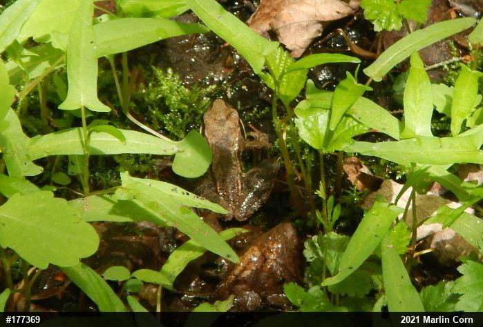 Wood Frog