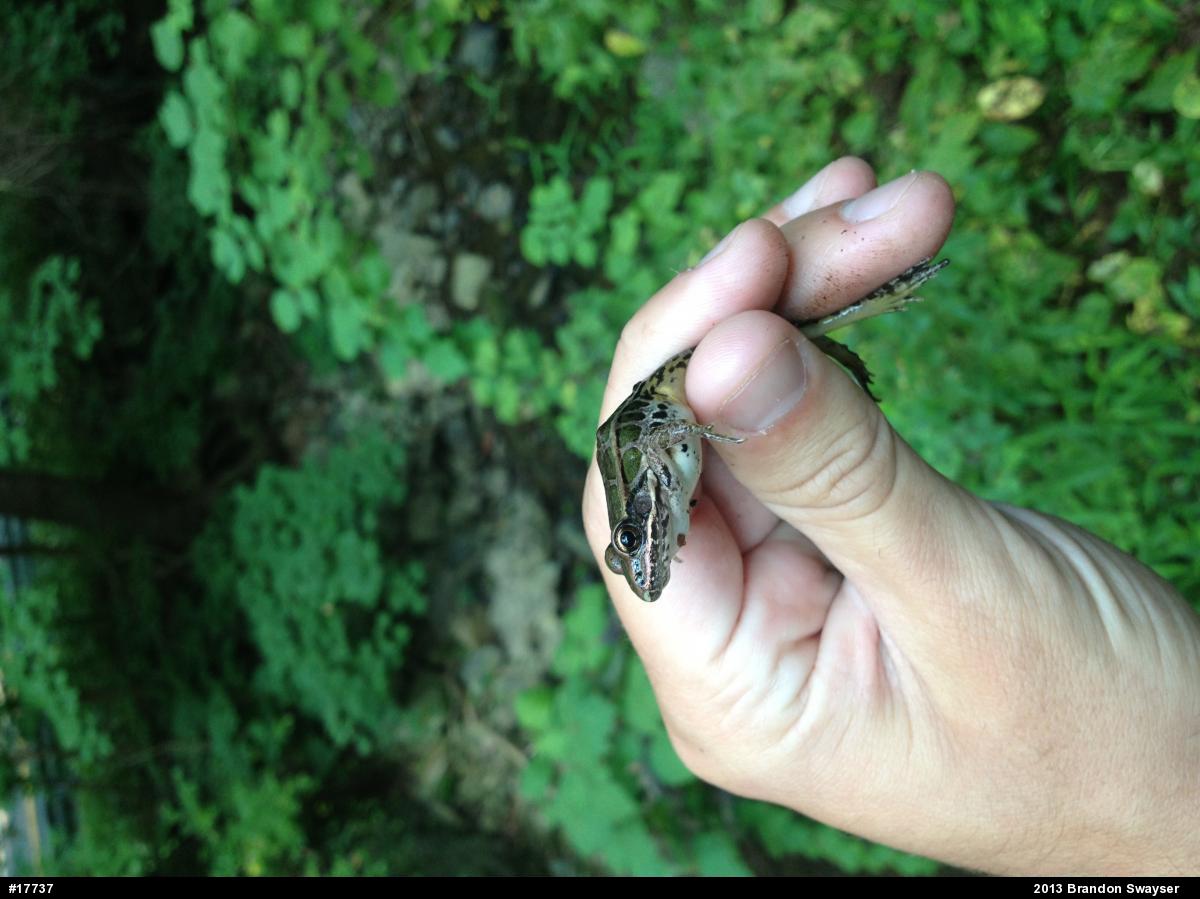 Pickerel Frog