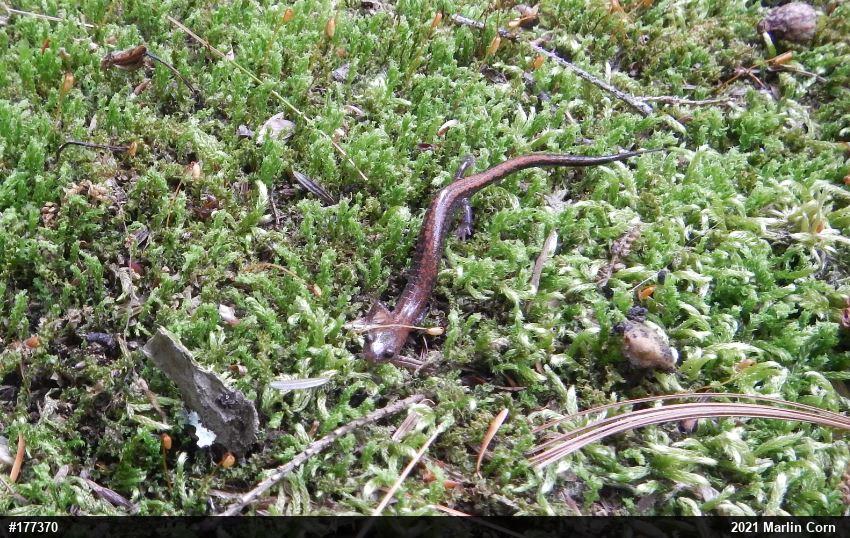 Eastern Red-backed  Salamander