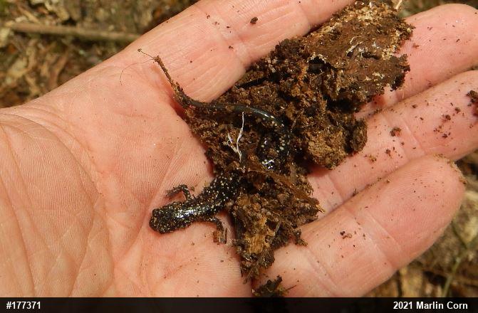 Northern Slimy Salamander