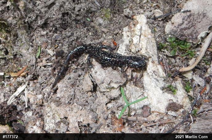 Northern Slimy Salamander