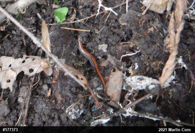 Eastern Red-backed  Salamander