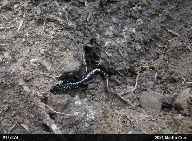 Northern Slimy Salamander