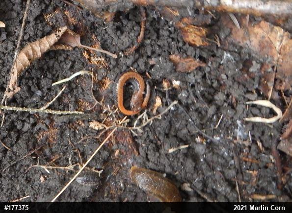 Eastern Red-backed  Salamander