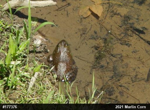 American Bullfrog