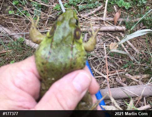 Green Frog