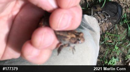 True Toads