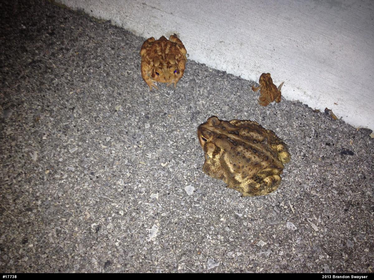 Eastern American Toad