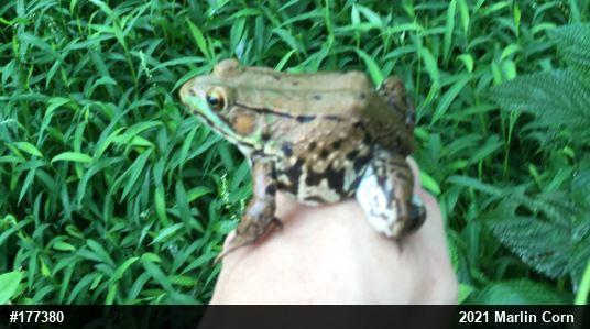 Green Frog