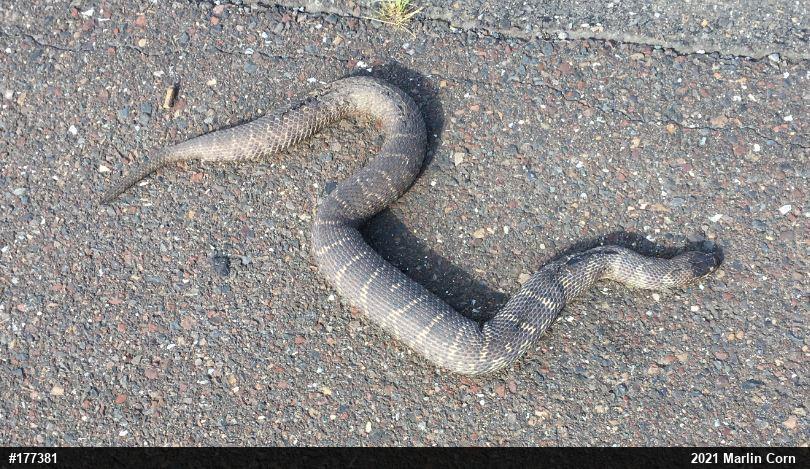 Northern Watersnake
