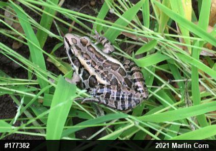 Pickerel Frog