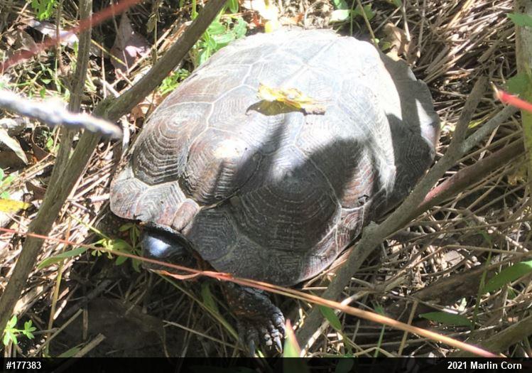 Wood Turtle