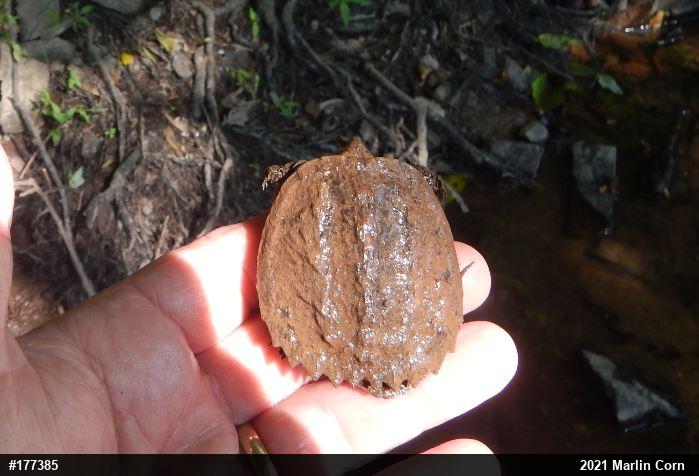 Snapping Turtle