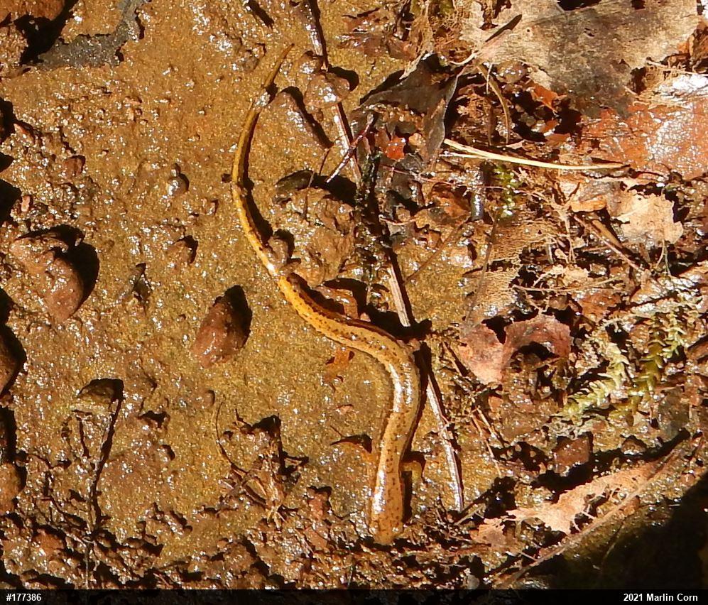 Northern Two-lined Salamander