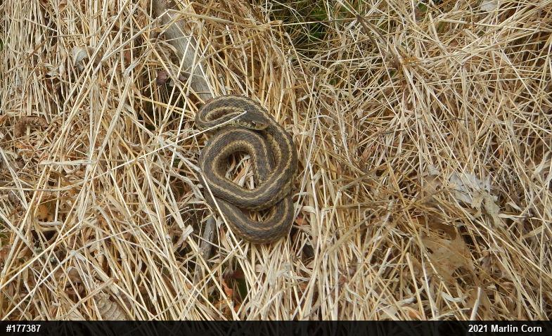 Eastern Gartersnake