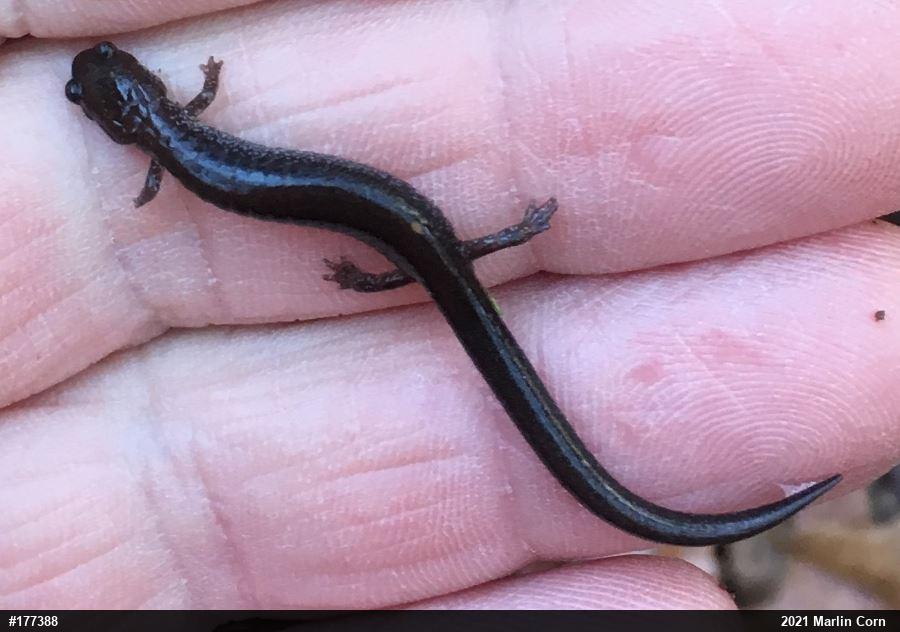 Eastern Red-backed  Salamander