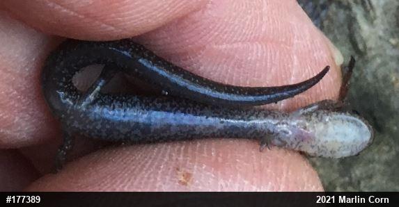 Eastern Red-backed  Salamander