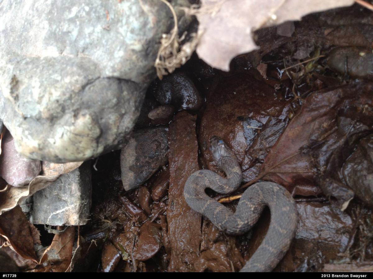 Northern Watersnake