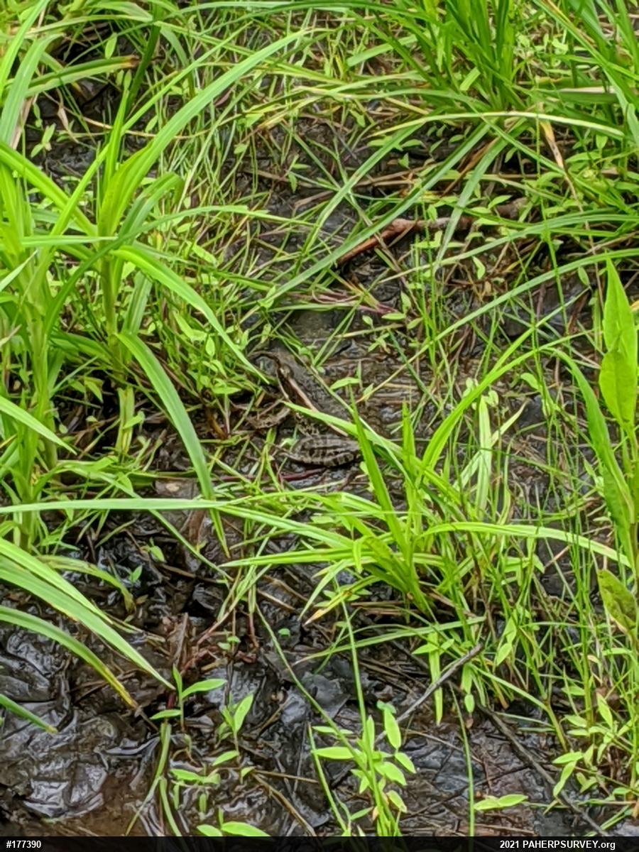Pickerel Frog
