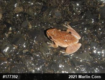 Spring Peeper