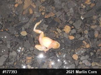 Spring Peeper
