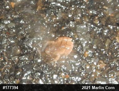 Spring Peeper