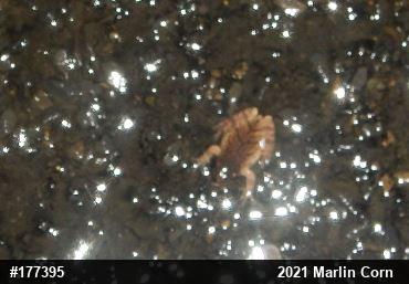 Spring Peeper