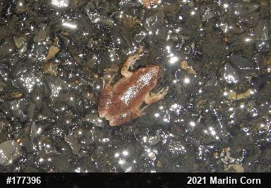 Spring Peeper