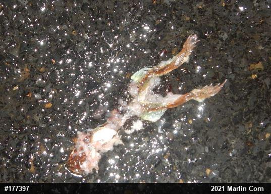 Wood Frog