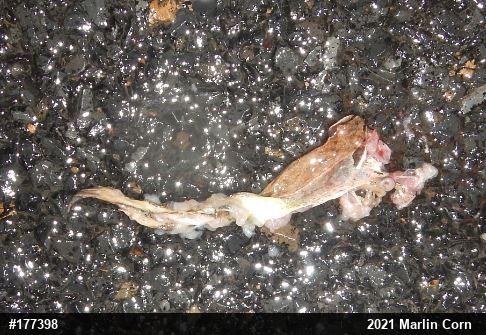 Wood Frog