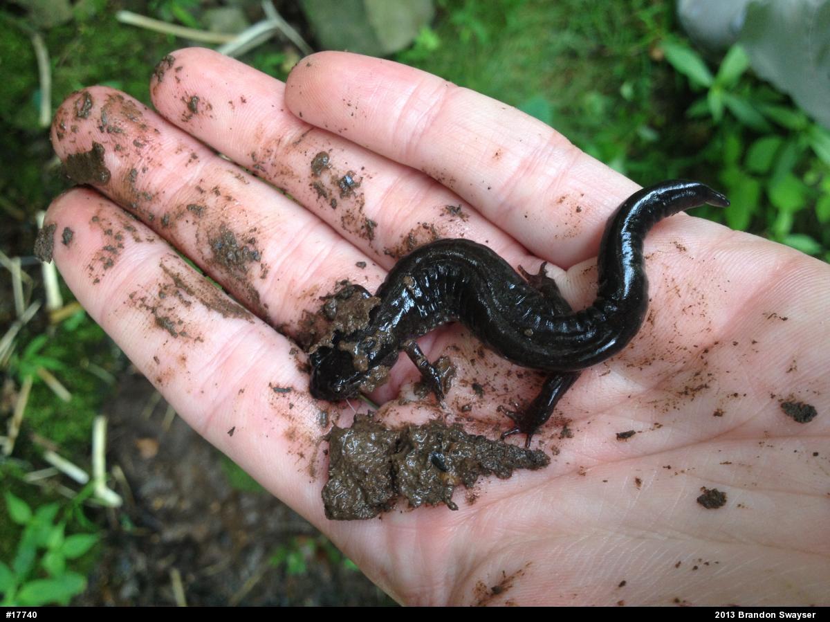 Northern Dusky Salamander