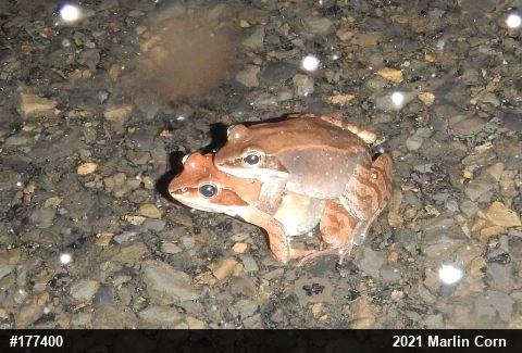 Wood Frog