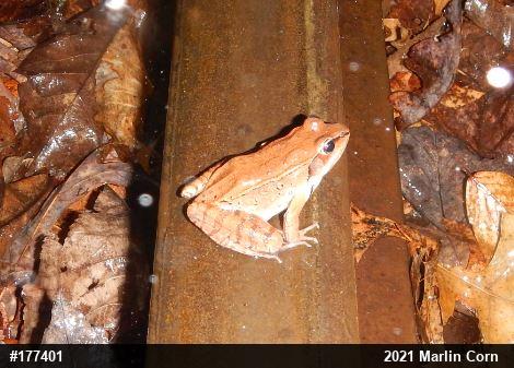 Wood Frog