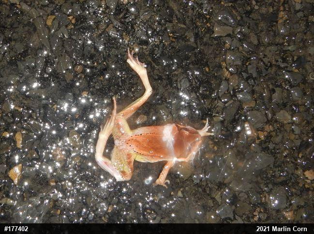 Wood Frog