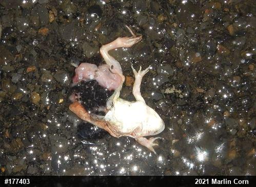 Wood Frog