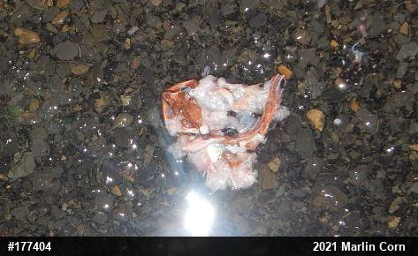 Wood Frog