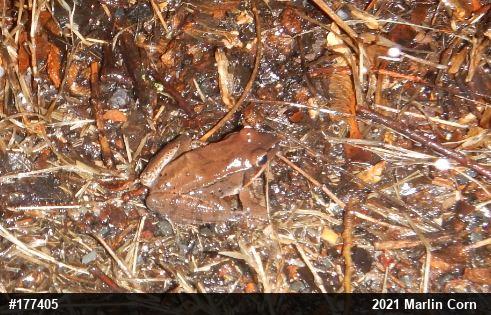 Wood Frog