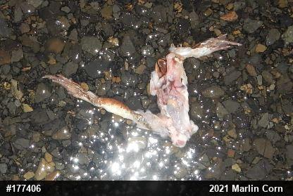 Wood Frog