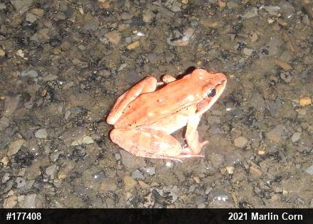 Wood Frog