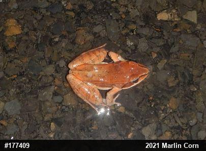 Wood Frog