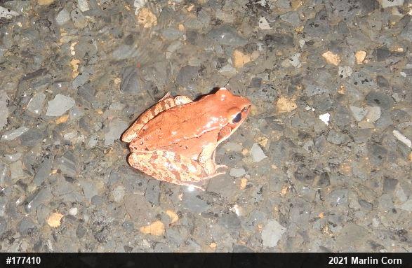 Wood Frog