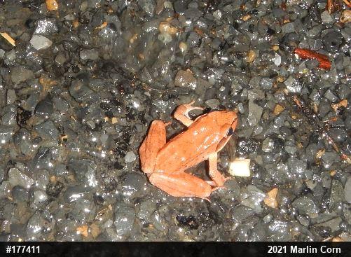Wood Frog