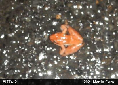 Wood Frog