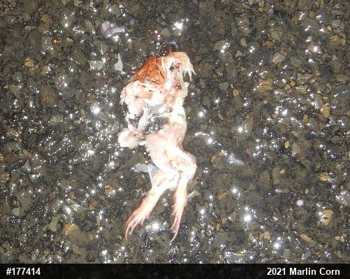 Wood Frog